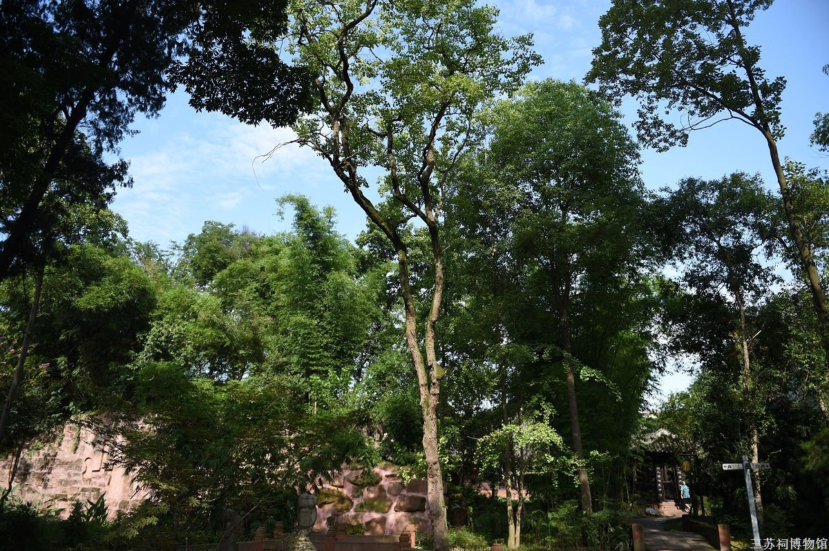 오구나무