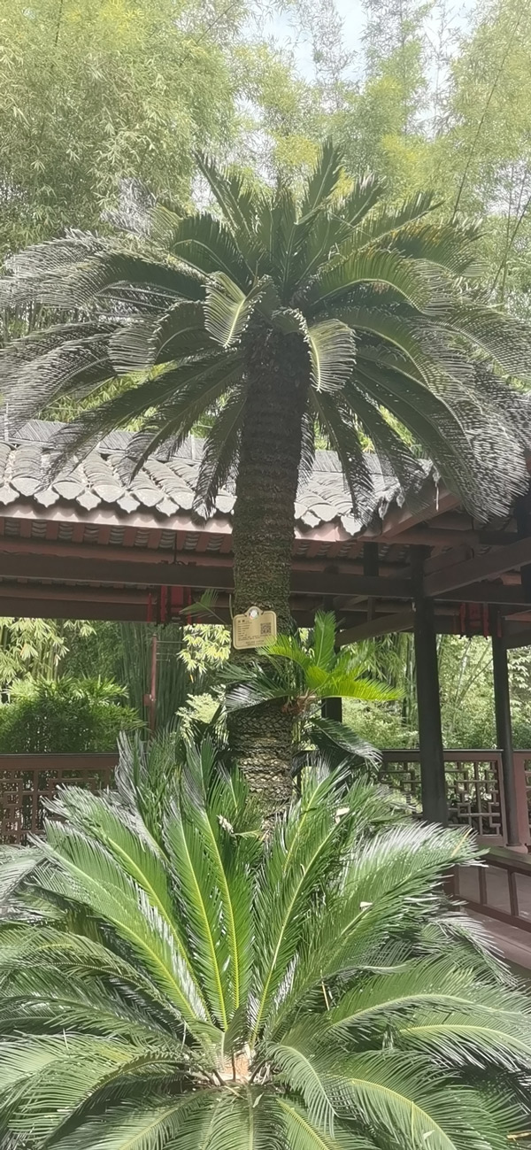 소철